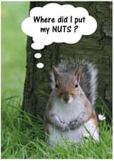 Squirrel Nuts created by Peter Barrett