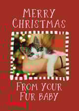 Personalised Christmas Photo Card created by Giddy Kipper - Cute Christmas Card - From The Cat - From The Dog