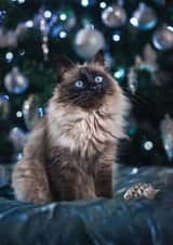 Сhristmas cat created by Alina Shevelina