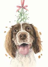 Springer Spaniel Christmas Card created by Robert James Hull