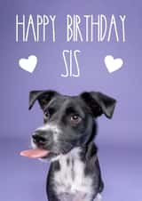 Happy Birthday Sis Puppy Dog Card created by The Yorkshire Pawtrait Co.