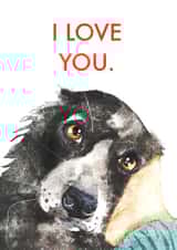 Cute Border Collie Anniversary Card / Valentines Day Card - I Love You created by Jo Scott Art