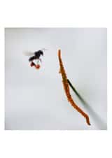 The pollen story created by Raviprakash SS