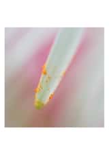 Tender as a flower created by Raviprakash SS