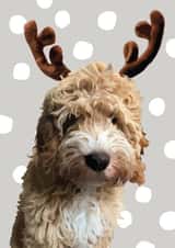 Cockapoo Reindeer Christmas Card created by Oh So Studios