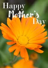 Mothers Day Card created by R.McNally Photography