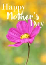 Mother's Day Card 1000 created by R.McNally Photography