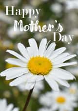 Mother's Day Card 1001 created by R.McNally Photography