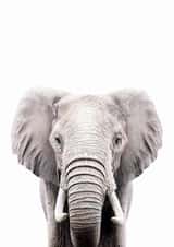 Elephant created by INSPIRE