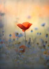 Summer flower created by Blomme Sebastien