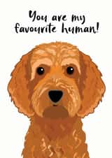 Favourite Human Cockapoo Card created by Hoobynoo