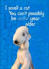 Birthday wishes from your Bedlington Terrier created by Dashing Designs