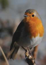 Thoughtful Robin created by Michelle Louise