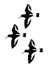 Oyster Catcher Birds created by Jaypea Art