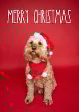 Cute Cockapoo Christmas Card created by The Yorkshire Pawtrait Co.