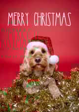 Super cute Cockapoo Christmas card created by The Yorkshire Pawtrait Co.