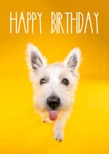 Bright and cheerful birthday dog card created by The Yorkshire Pawtrait Co.