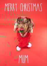 Adorable Dachshund Sausage Dog Christmas Card for Mum created by The Yorkshire Pawtrait Co.