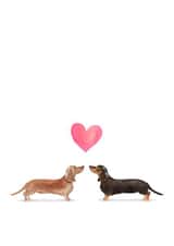 Cute Sausage Dog Valentine's Card - Dachshund Love Card - Dog Lover Valentine created by Audrey & Coco