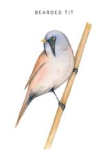 Bearded tit created by Dani Williams