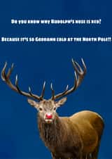 Christmas Rudolph the red nose reindeer created by Sarah Brickland