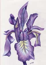 Beautiful fine art iris drawing created by Claire Harrison