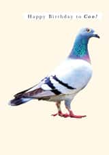 Happy Birthday to Coo! ? A birthday card featuring a Pigeon. created by Hello Munki