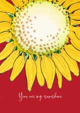 Pretty Sunflower Card - You are my sunshine created by David Bennett