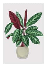 Calathea House Plant Greetings Card | House Plant Illustration created by Little Greenhouse Greetings