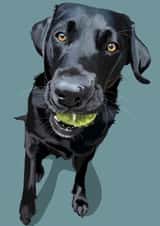 Gorgeous Black Labrador Card created by Higgledy Pets