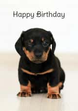 Happy Birthday - Winking Black and Brown Puppy created by Wack Cards