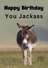 Happy Birthday You Jackass created by Riad Mannan