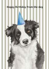 Cute Birthday Card - From The Dog - Border Collie created by lil wabbit