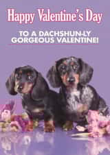 Funny Valentine's Day Card - Dachshun-ly Gorgeous created by Quitting Hollywood
