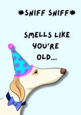Smells Like You're Old - Happy Birthday - Greyhound Dog Lurcher Saluki Snoot created by Snoot You Sir