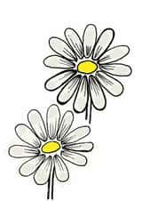 Daisies! created by Claire Sells