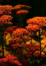 Cool photography floral print created by Chrissy's Cards