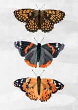 Butterflies in the light created by Madeleine Groves