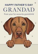 Cute Father's Day Card - For Grandad - Vizsla created by Choo Choo 