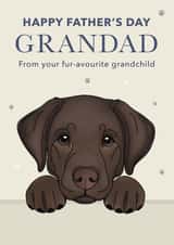 Cute Father's Day Card - For Grandad - Chocolate Labrador created by Choo Choo 