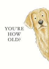 Cheeky Birthday Card - Golden Retriever created by Kate Tea Illustration