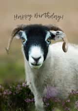 Sheep and Happy Birthday - Baaaah! created by David Bennett
