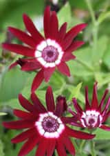 Splash Of Colour In Spring created by Michelle Louise