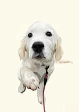 Golden Retriever Puppy Card | Dog Lover Gift | Any Occasion created by Freya Fuller