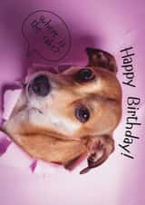 Happy Birthday Where Is The Cake Funny Dog Card – Cute Puppy Pink Birthday Card created by Paws and Post
