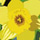 Profile picture for The Daffodil Art