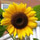 Profile picture for Sunflower