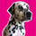 Profile picture for Dotty Dog