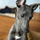 Profile picture for Whippet Art