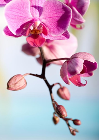 orchids flowers Card 22018 created by Image Source